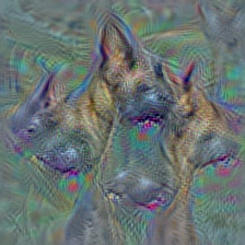 n02105056 groenendael